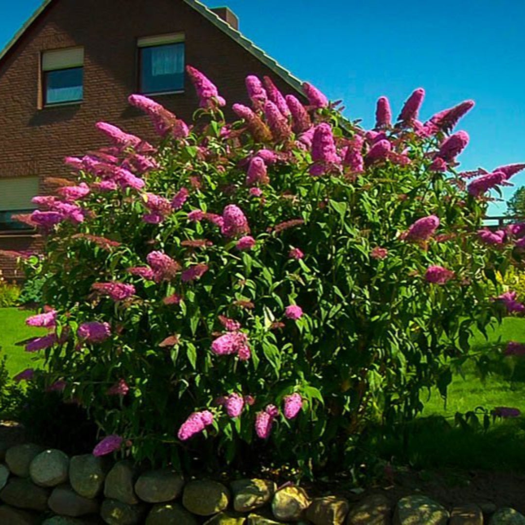 Pink Delight Butterfly Bush
