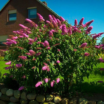 Pink Delight Butterfly Bush