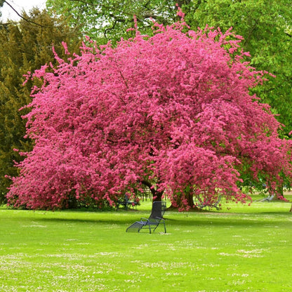 Pink Flowering Dogwood Tree in spring bloom