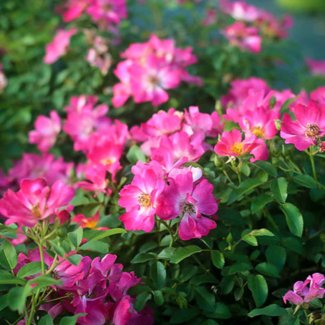 Buy Dwarf Pink Rose Plants & Trees Online | Pixies Gardens