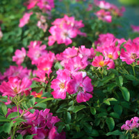 Compact Pink Drift Rose forming colorful border planting
