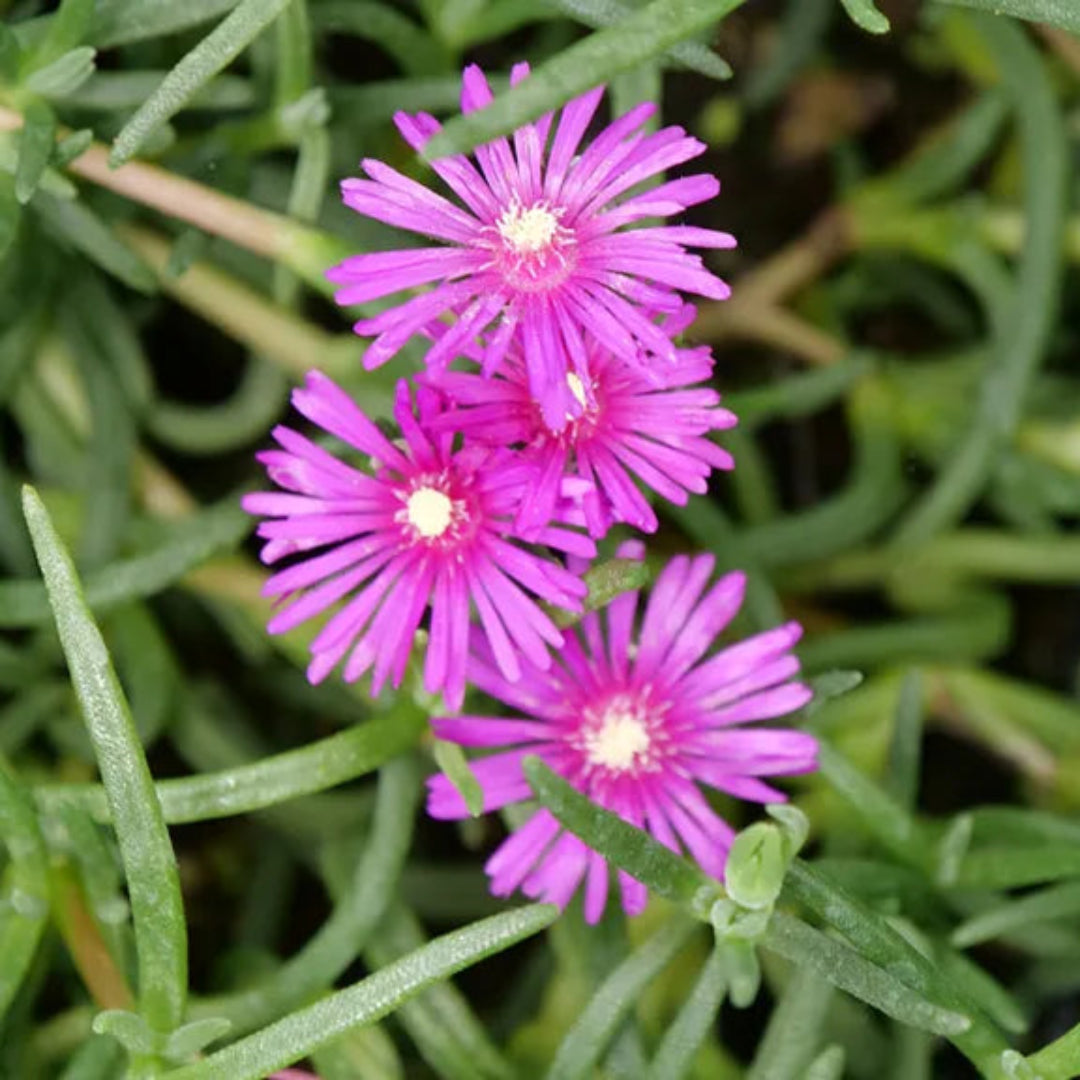Delosperma cooperi &