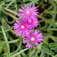 Pink Ice Plant Delosperma groundcover flowers