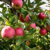 Healthy Pink Lady apple tree plant ready for garden planting