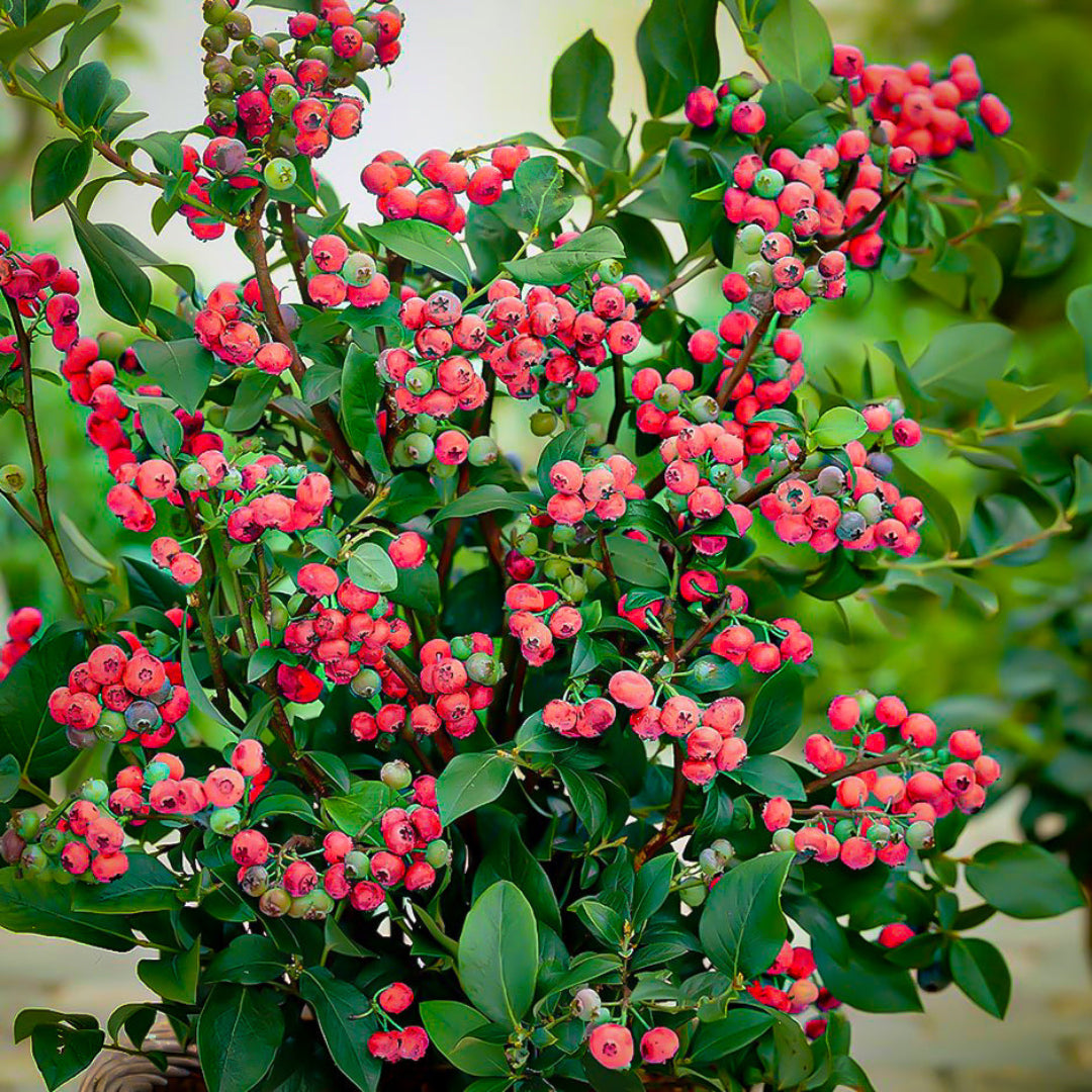 Pink Lemonade Blueberry Plant full view with fruits