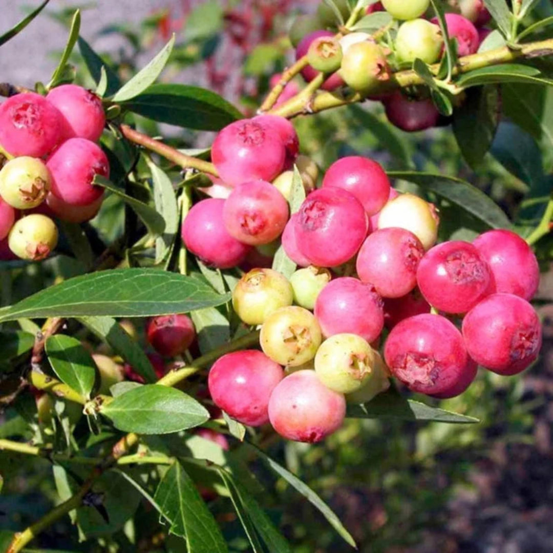 Close-up of pink blueberries on Pink Lemonade plant