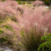 Muhlenbergia Capillaris Pink Muhly Grass