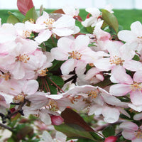 3-in-1 Crabapple Tree