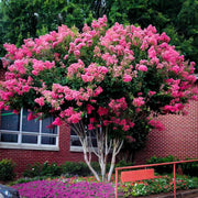 Pink Velour Crape Myrtle blooming in home landscape