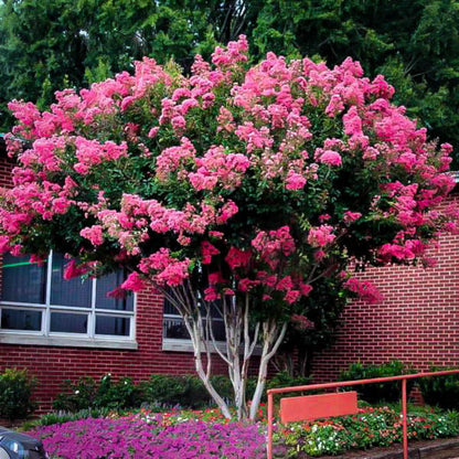 Pink Velour Crape Myrtle blooming in home landscape