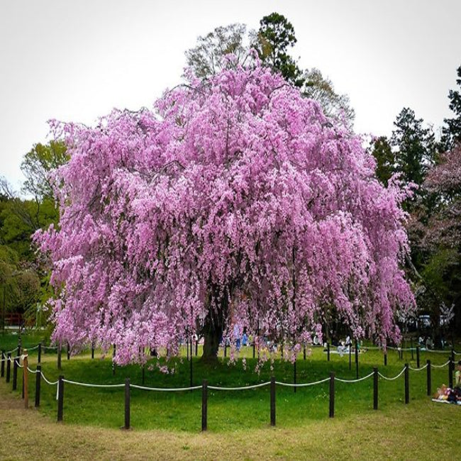 Cherry - Weeping Pendula (pink)