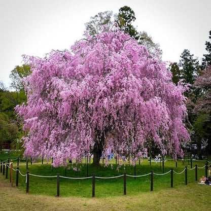 Weeping cherry Pendula pink flowers cascading branches