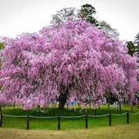 Weeping Higan Cherry Tree