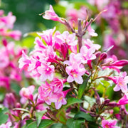 Pink Weigela Tree