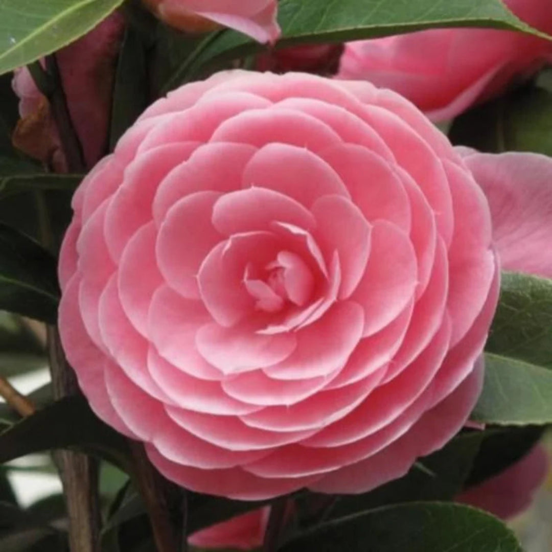 Pink Perfection Camellia Bloom Close-Up