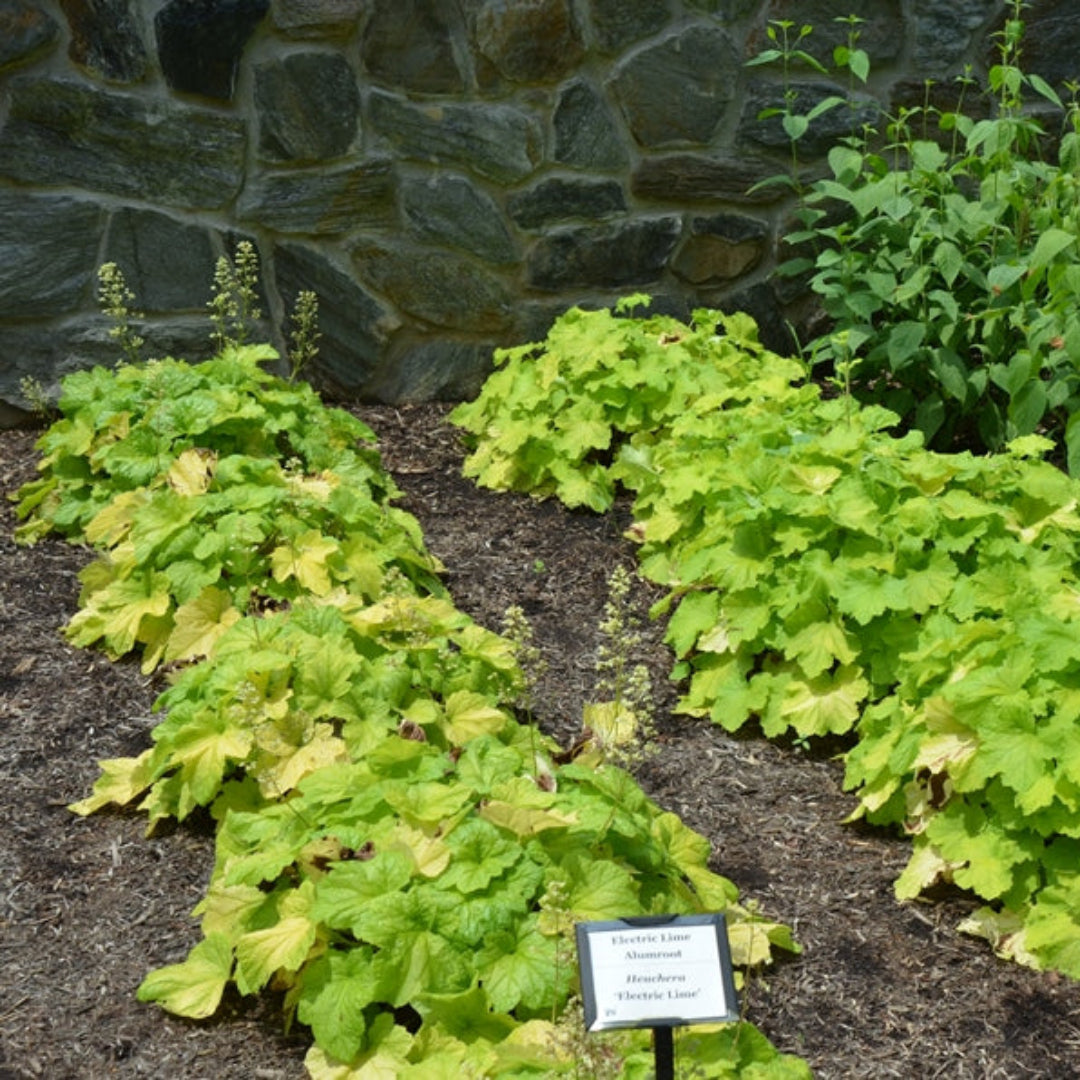 Heuchera X Villosa Pistache