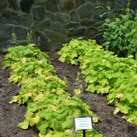 Heuchera X Villosa Pistache