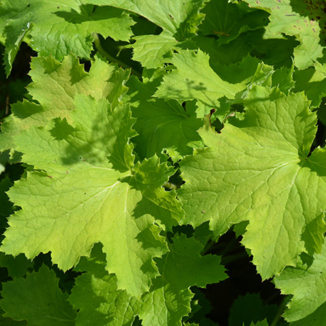 Heuchera X Villosa Pistache