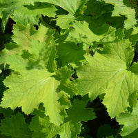 Heuchera X Villosa Pistache