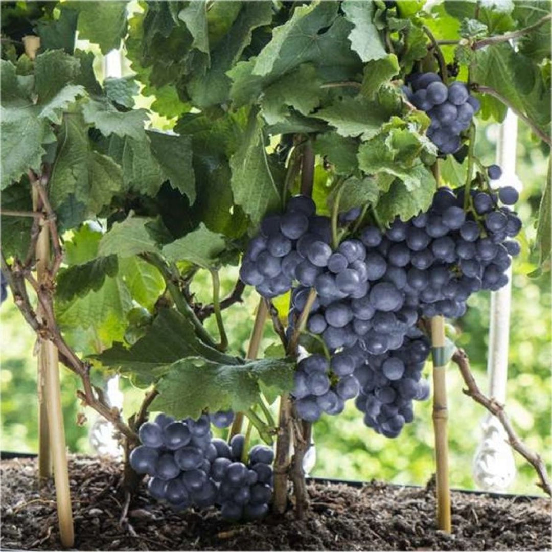Pinot Noir Grape