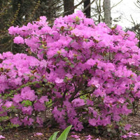 PJM Elite Rhododendron