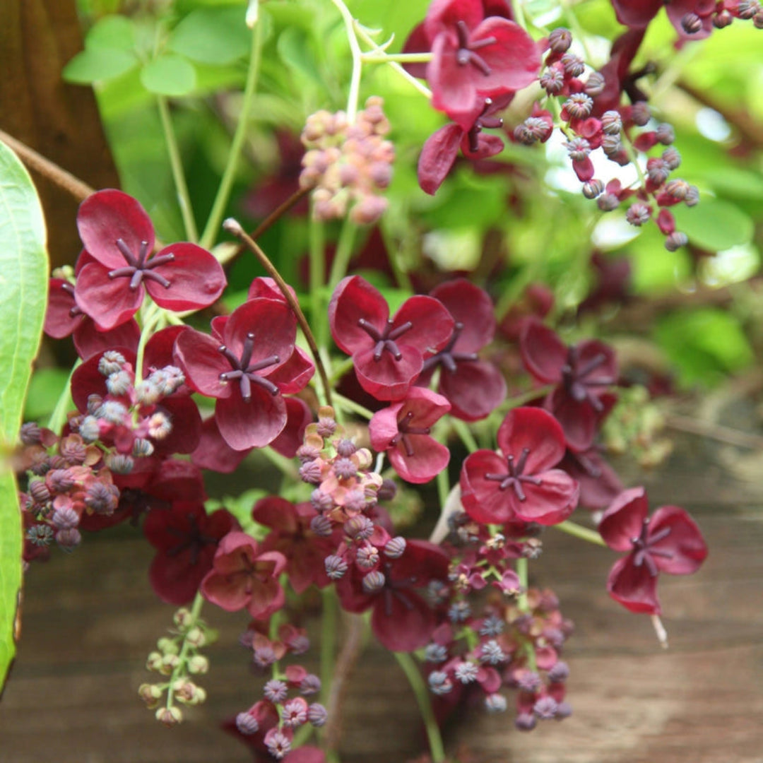 Chocolate Vine Akebia quinata growing in garden with lush trailing vines