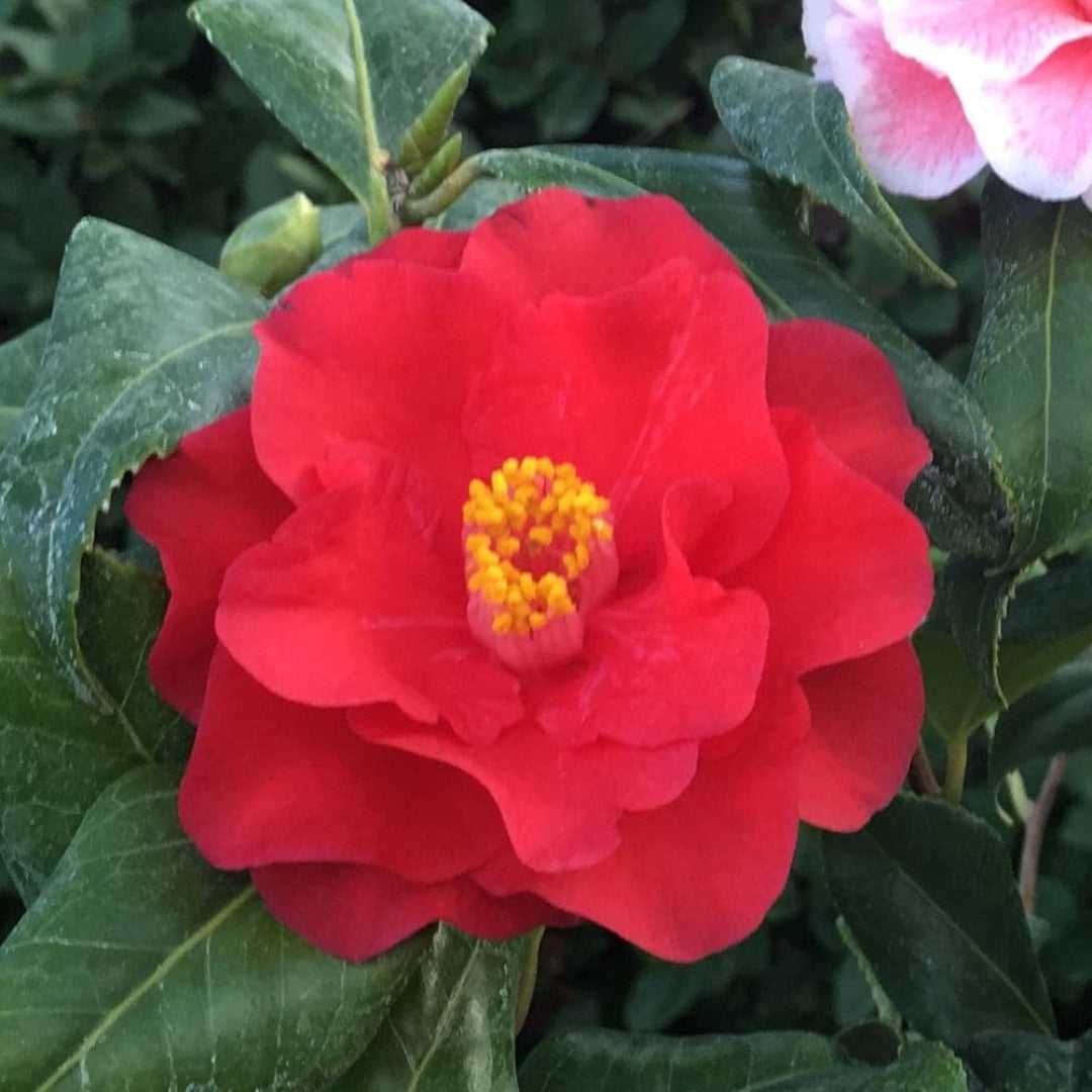 Lady Laura Camellia Japonica