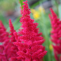 Astilbe Red Fanal perennial false spirea plant