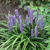 Garden-ready John Burch Lily Turf plant view