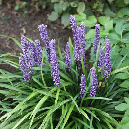 Liriope Muscari &