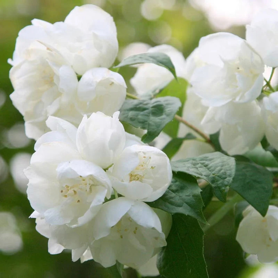 Mock Orange Flowering Shrub