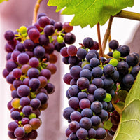 Einset Red Seedless Grape Vine