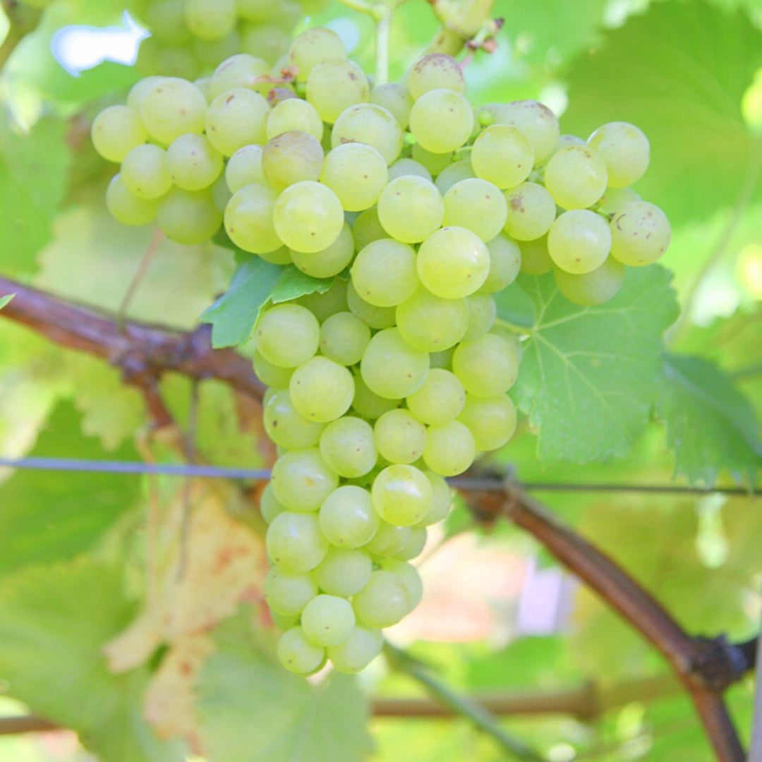 Chardonnay Grape Vine Shrub