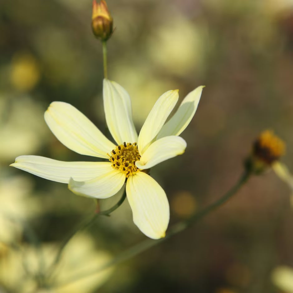 Coreopsis verticillata Moonbeam garden perennial