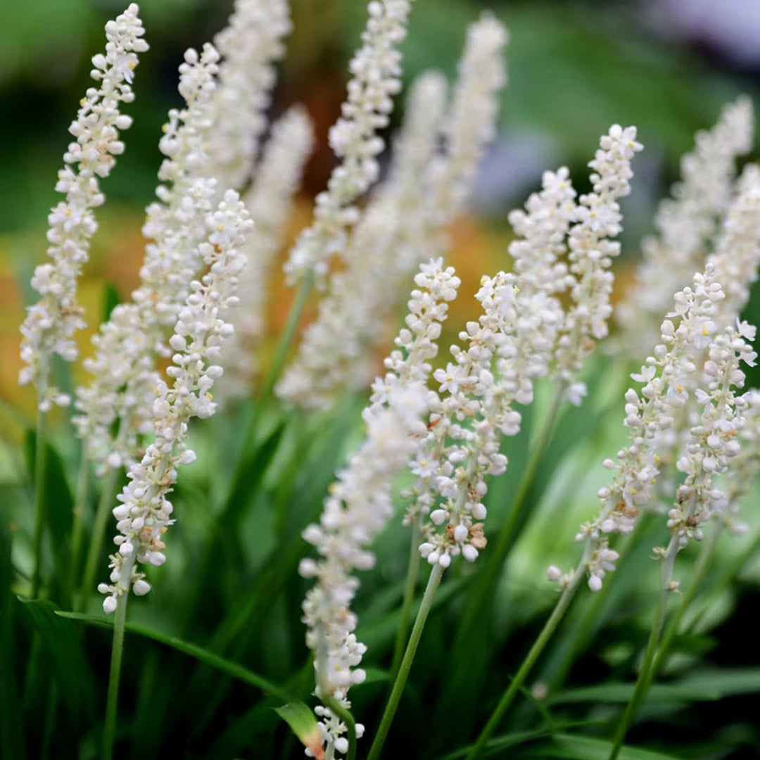 Liriope Muscari &