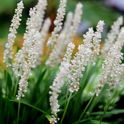 Liriope Muscari &