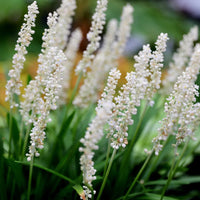 Liriope Muscari Monroes White evergreen groundcover