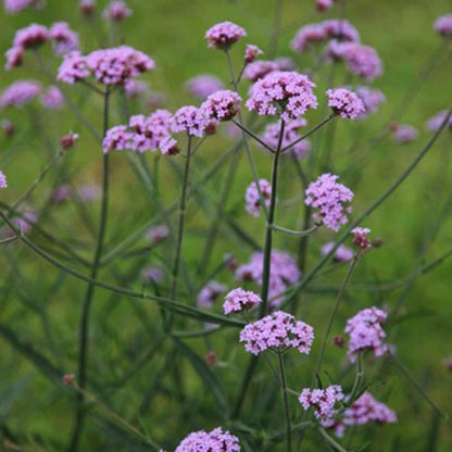 Verbena Bonariensis Lollipo - [EG]