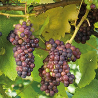 Ives Seedless Grape