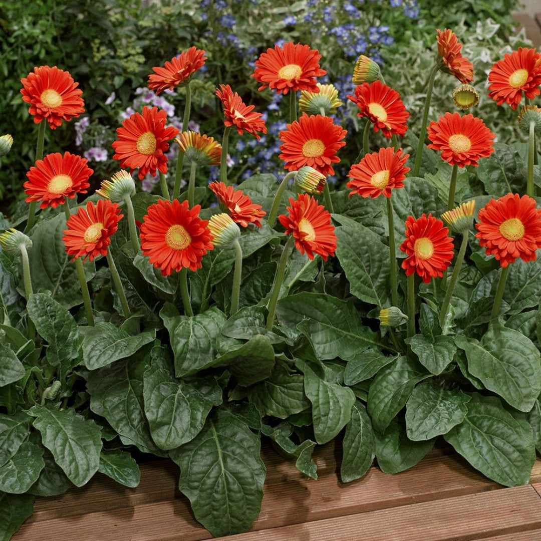 Gerbera &