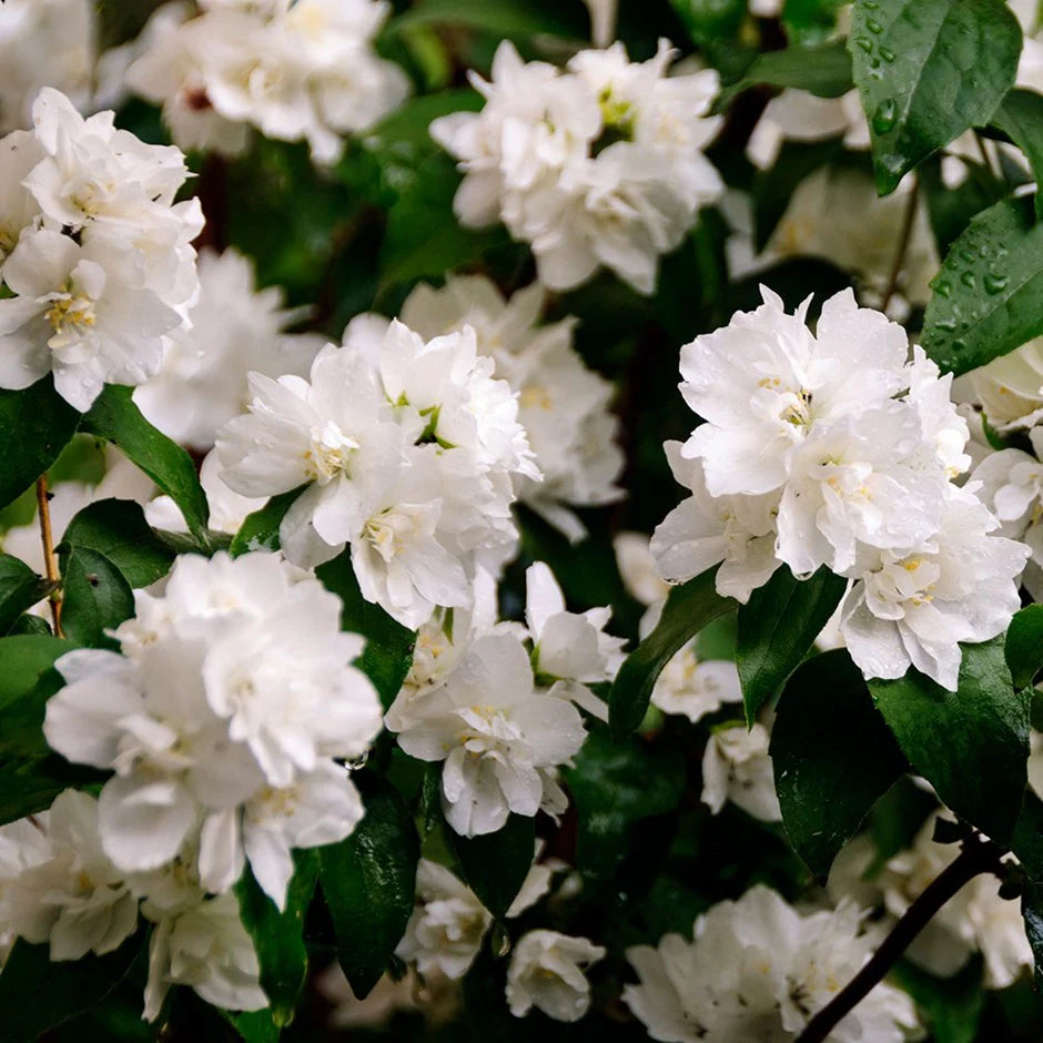 Minnesota Snowflake -Dwarf Mock Orange