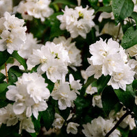 Dwarf Mock Orange shrub green foliage and flowers