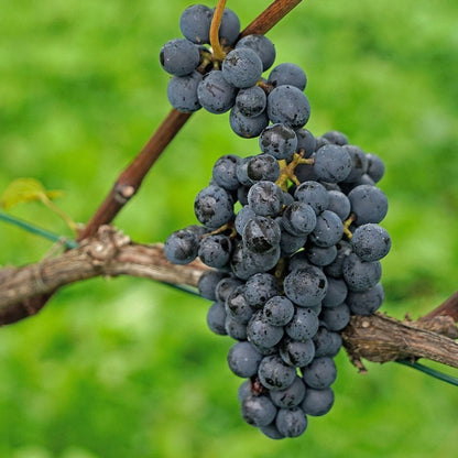 Pinot Noir Grape