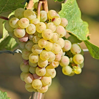 Grape vine plant for home garden vineyard