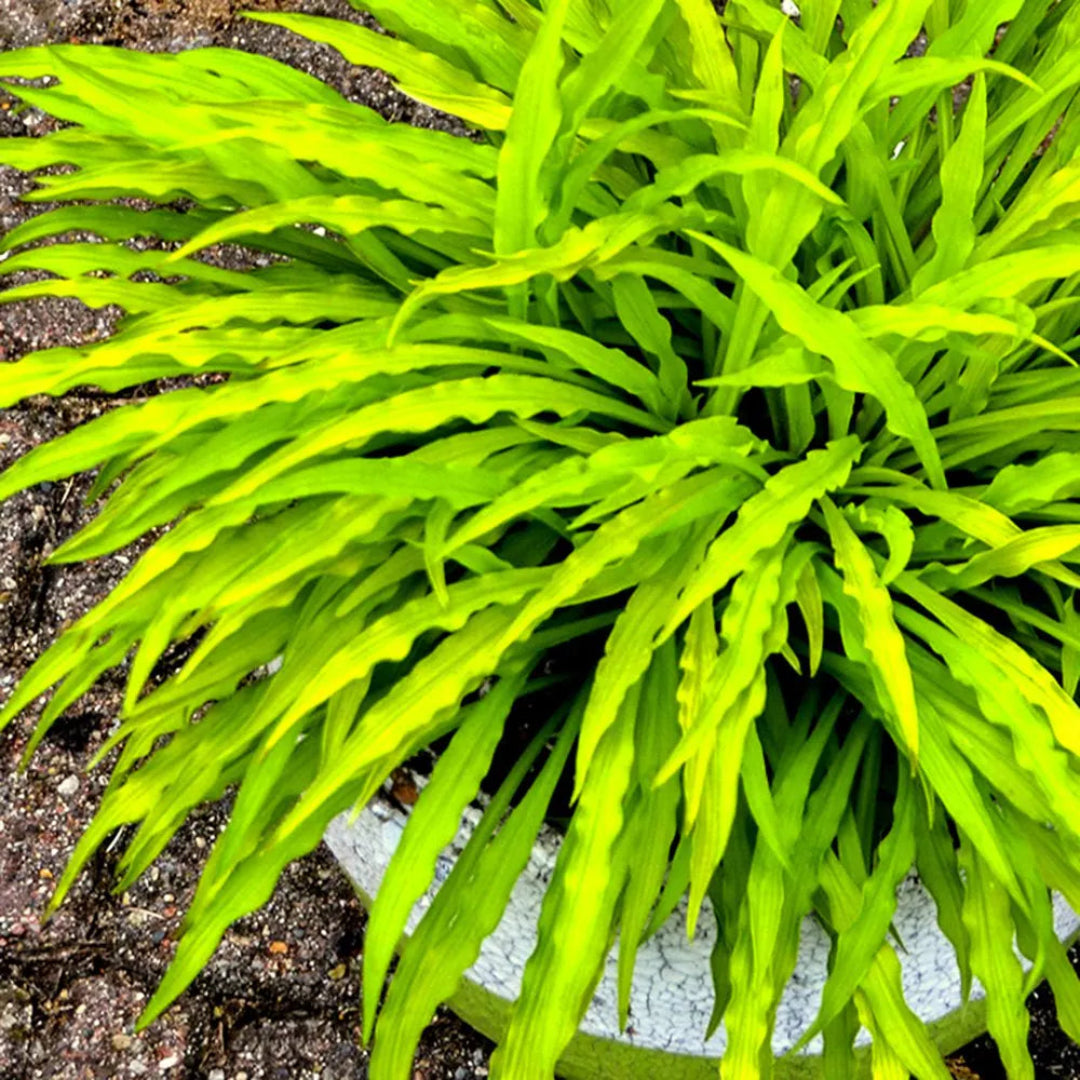 Hosta &