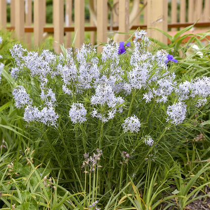 Amsonia &