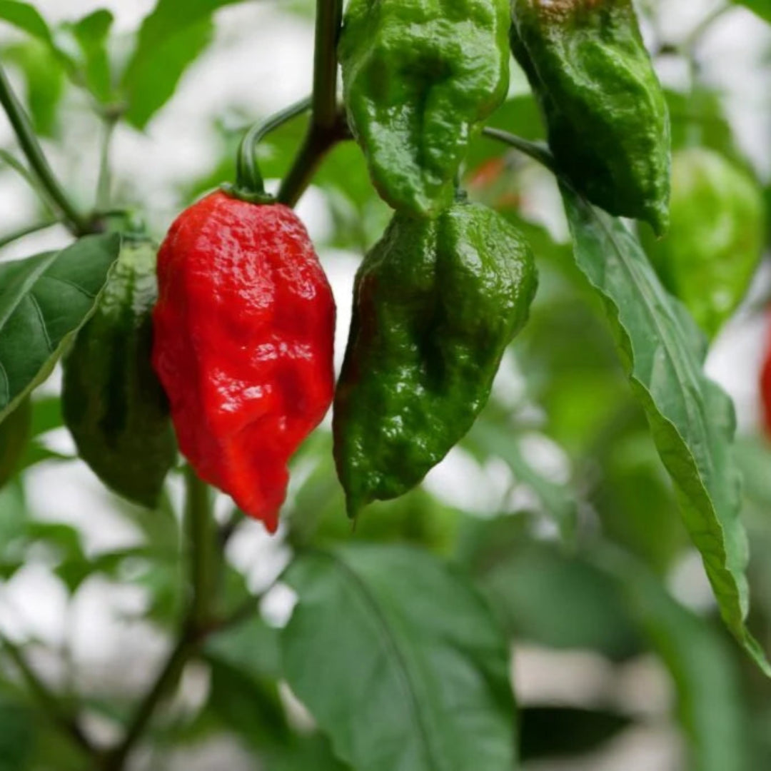 Ghost Pepper Plant, Ghost Chili, Hottest Chili Pepper