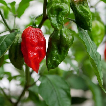Ghost Pepper Plant, Ghost Chili, Hottest Chili Pepper