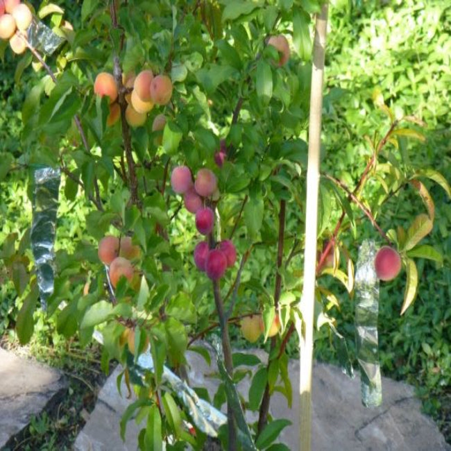 4 In 1 Peach Cocktail Tree, 4 Different Peaches On One Plant