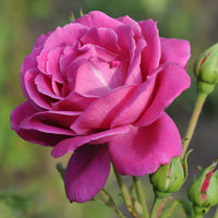 Summer Romance Rose